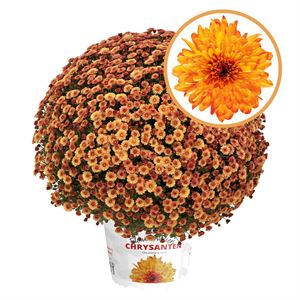 Afbeelding van Bolchrysant P19 Orange